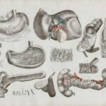 How Your Digestive System and Gut Health Secretly Run Your Life (And How to Fix It)