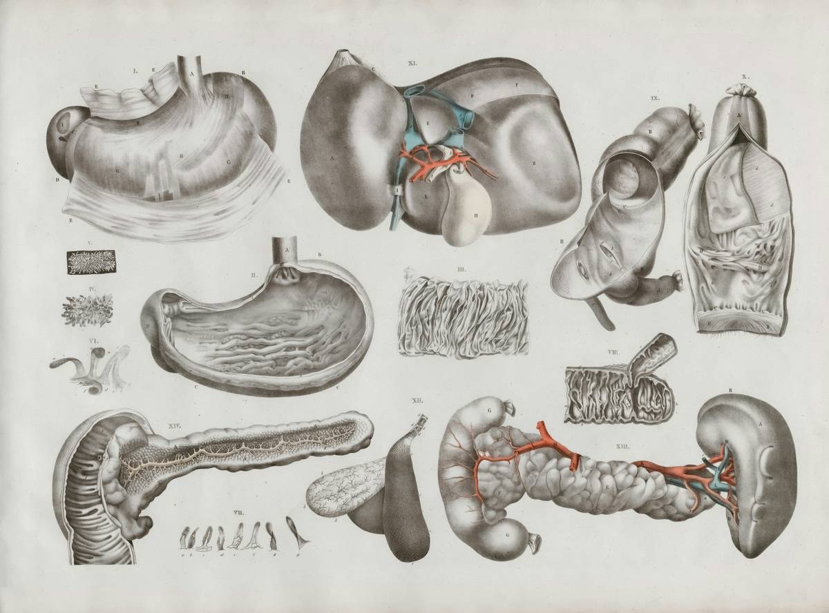 How Your Digestive System and Gut Health Secretly Run Your Life (And How to Fix It)