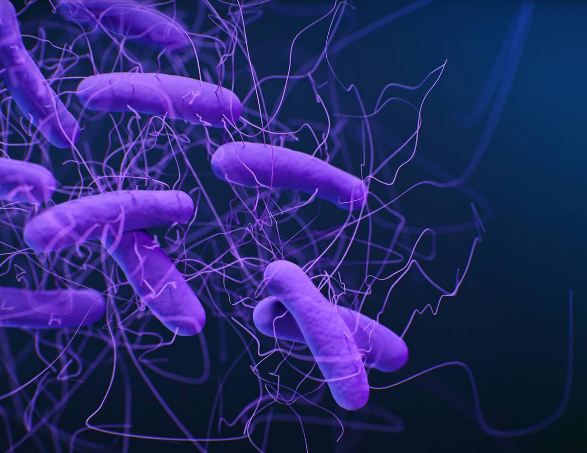Infographic showing human digestive tract with labeled organs, gut bacteria types, and gut-brain axis pathways